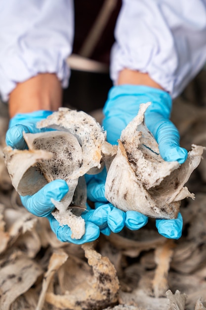 Foto materiais de ninho de aves comestíveis crus para a medicina tradicional chinesa