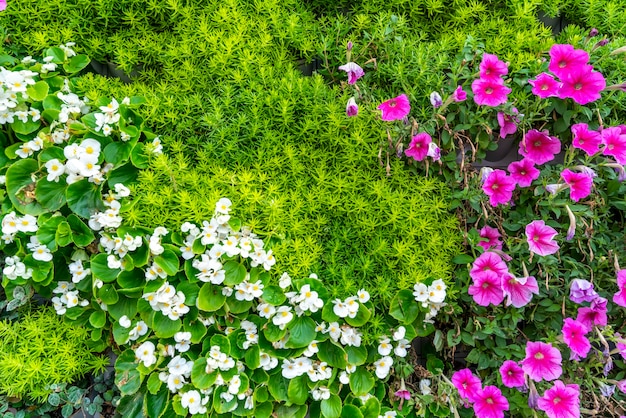 Material de fundo de parede de flores e plantas