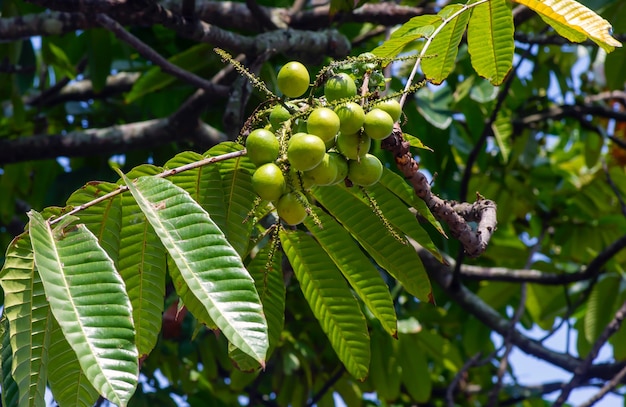 Matoa-Früchte (Pometia Pinnata) hängen am Baum, einheimische Früchte aus Papua, Indonesien