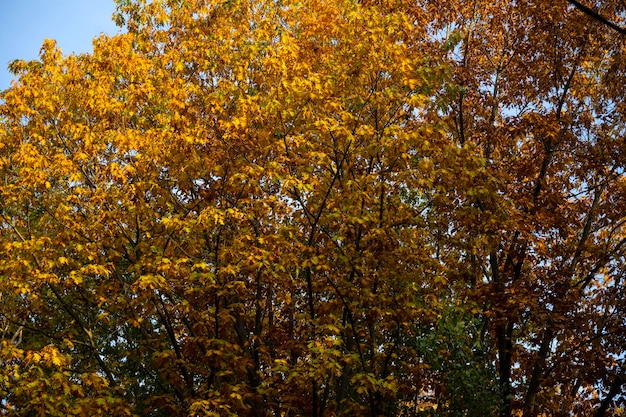 Matorral del bosque en un día de otoño