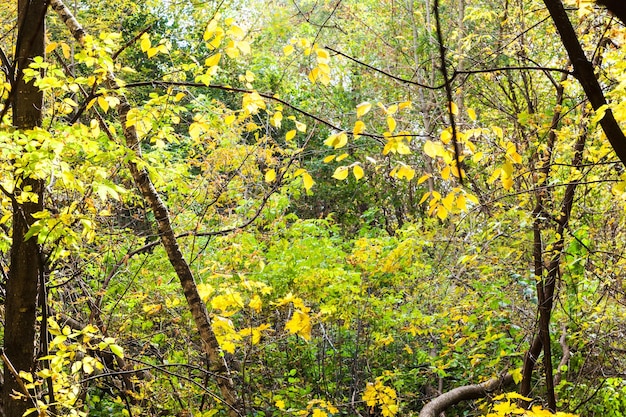 Matorral del bosque iluminado por el sol en el día de octubre