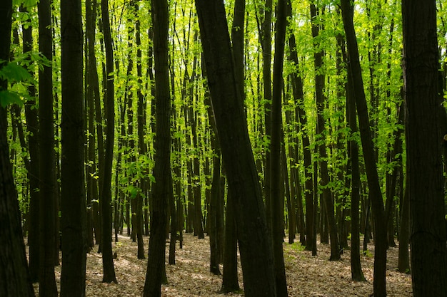 Matorral forestal Bosque Bosque denso Muchos árboles