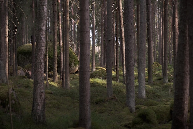 Matorral forestal durante el día Troncos de pino y abeto Enfoque selectivo