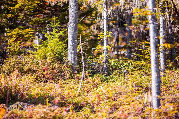 Matorral forestal en otoño. Detalles de primer plano.