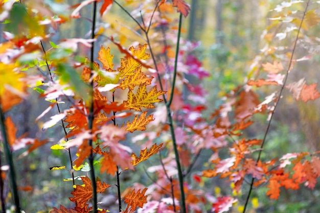 Matorrales de árboles jóvenes de roble rojo con hojas de otoño multicolores