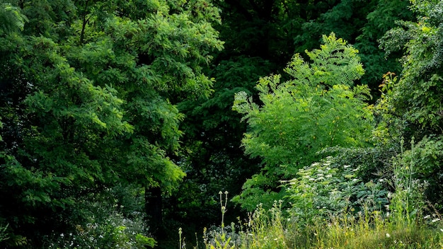 Matorrales de arbustos de hierba y árboles en el borde del bosque Bosque en verano