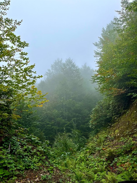 Los matorrales del bosque en la niebla