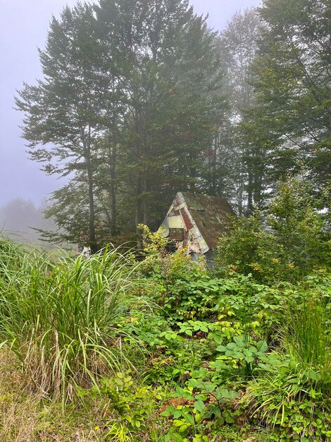 Foto los matorrales del bosque en la niebla