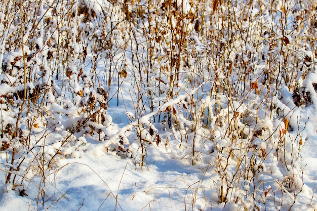 Matorrales cubiertos de nieve de árboles jóvenes en el bosque de invierno en tiempo soleado