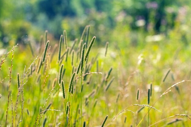 Los matorrales de hierba en un prado en un clima soleado de fondo de verano