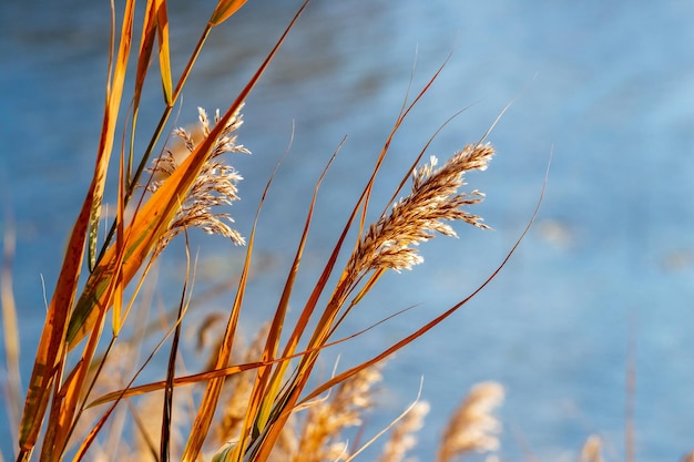 Matorrales de hierba seca y juncos cerca del río en otoño