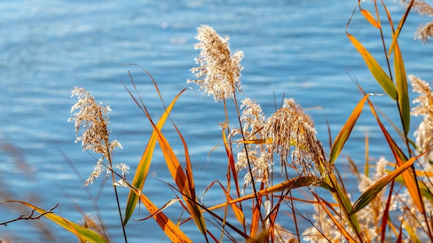 Matorrales de hierba seca y juncos cerca del río en otoño