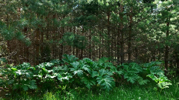 Matorrales de hogweed en el bosque.