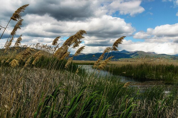 Foto los matorrales en el lago kastoria en grecia