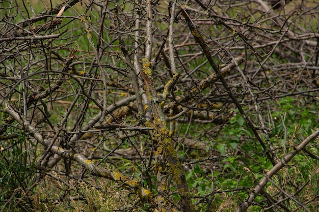 Matorrales de ramitas secas arboleda intransitable en el bosque