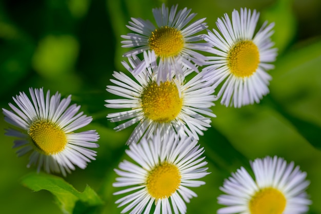 Matricaria à tarde.