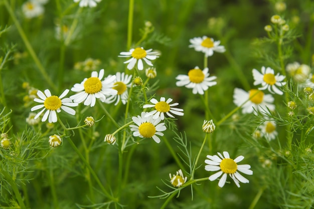 Matricaria chamomilla im Garten mit verschwommenen gleichen Blumen und grünen Blättern im Hintergrund. Ansicht von oben. Geringe Schärfentiefe. Natürlicher Hintergrund.