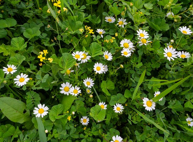 Matricaria chamomilla margaritas entre hierba verde en un día soleado