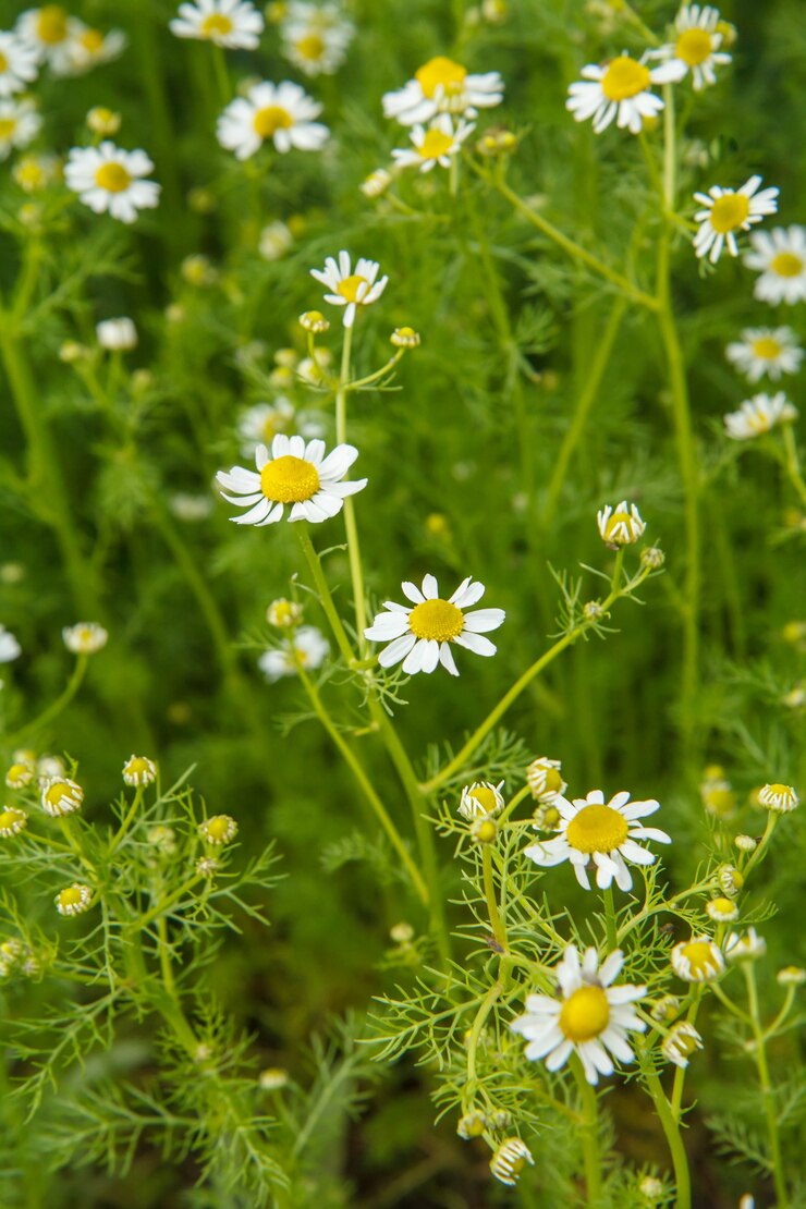 Foto matricaria chamomilla no jardim com flores borradas no fundo.