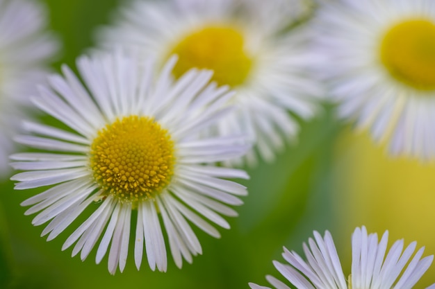 Matricaria en la tarde. Fotografía macro