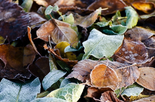 Matt trockener Herbstlaub. Frühwinter Natur.