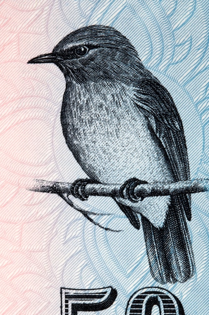 Mattblauer Fliegenfänger ein Porträt aus srilankischem Geld