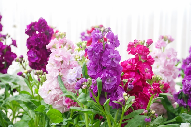 Matthiola incana Blume, Stockblumen, Schnittblumen im Kinderzimmer