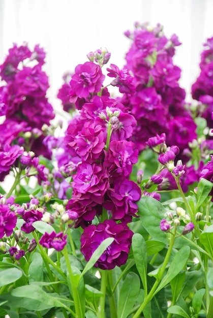 Matthiola incana Blumenstock Blumen Schnittblumen in voller Blüte Lila Matthiola