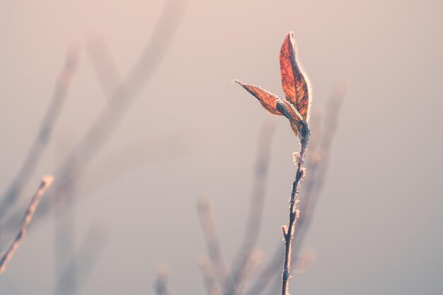 Mattierte Bäume mit gelben Blättern am Ufer des Sees am nebligen Morgen. Makrobild, geringe Schärfentiefe. Unscharfer Naturhintergrund