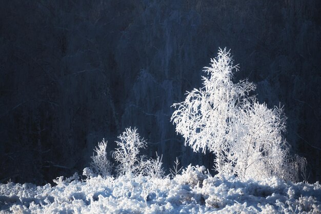 Mattierte Bäume mit weißem Raureif in den Bergen bei Sonnenaufgang. Schöne Winterlandschaft. Südural, Russland
