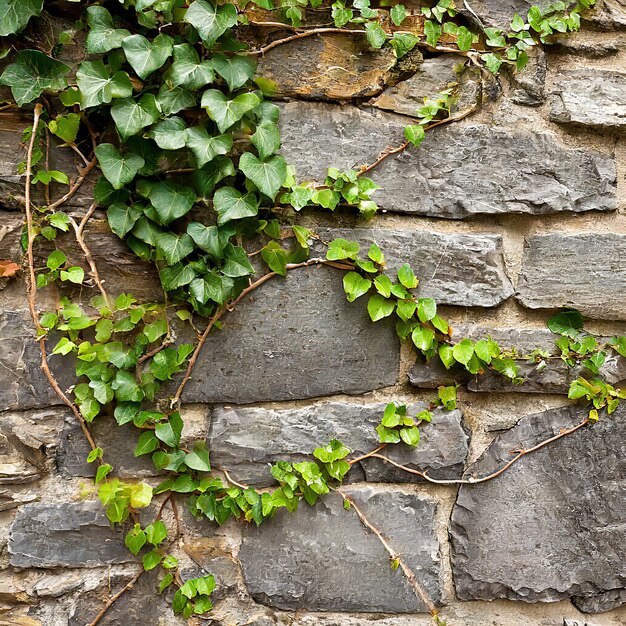 Mauer, Betonmauer, Steinmauer für das Hintergrundbild oder das Rendering