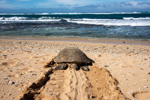 Maui, Havaí. A tartaruga-do-mar verde havaiana (Chelonia mydas) deixa um rastro na areia enquanto se dirige para o oceano após descansar na praia.