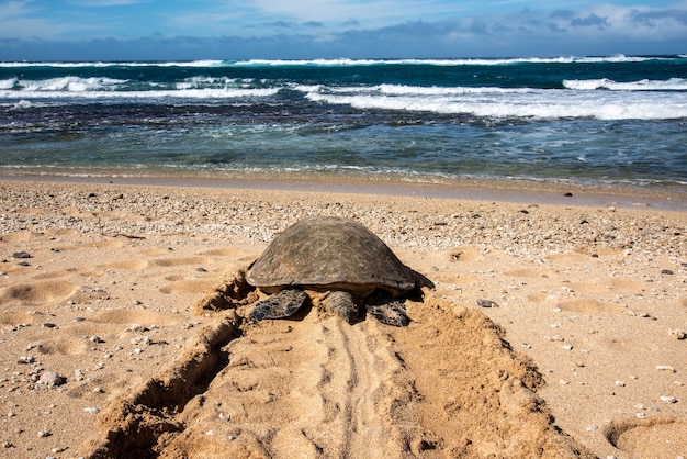 Maui, Hawái. La tortuga verde hawaiana (Chelonia mydas) deja un rastro en la arena mientras se dirige al océano después de descansar en la playa.