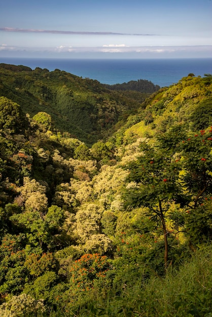 Maui Hawaii Hermosa vista panorámica de la exuberante vegetación de los bosques de Hawaii