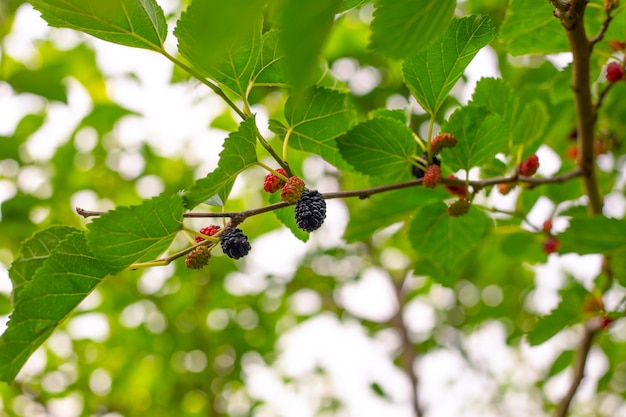 Maulbeerbeeren reifen an einem Sommertag auf einem Ast im Garten