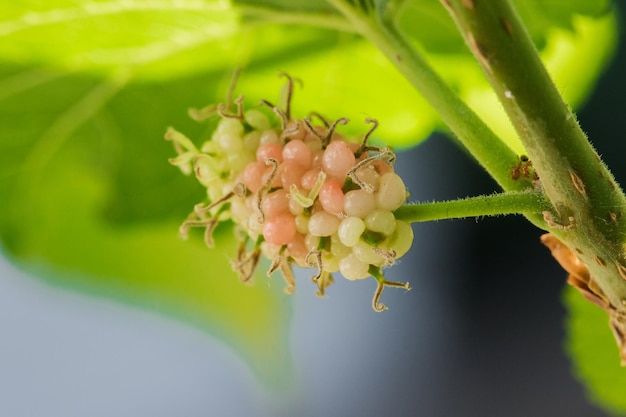 Maulbeere Weiße Maulbeere. Früchte in einem Cluster. Wenn die Frucht reif ist, färbt sie sich tief magenta oder schwarzviolett.