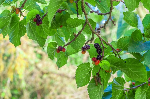 Maulbeeren am Baum