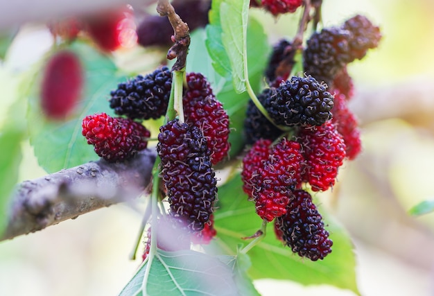 Foto maulbeeren auf baum