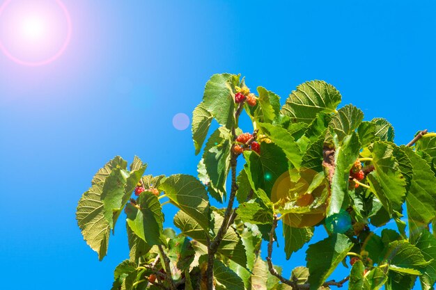 Maulbeeren unter dem blauen Himmel