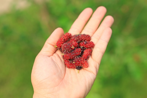 Maulbeerfrüchte auf der Hand. Bio-Obst