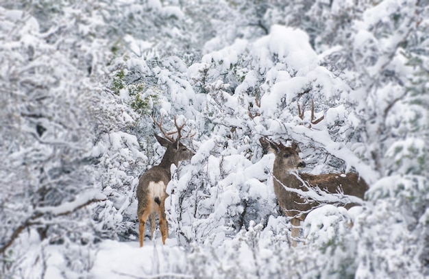 Maulhirsche im Winter in Arizona