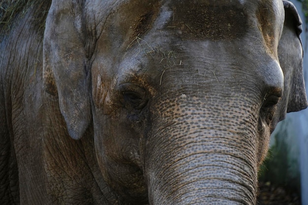 Maulkorb alter Elefant in Nahaufnahme