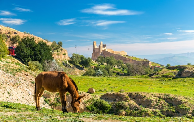 Maultier auf einer Weide in Fes - Marokko