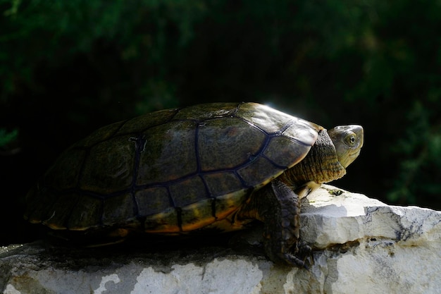 Foto mauremys leprosa - a tartaruga leprosa de lago é uma espécie de tartaruga de lago semi-aquática da família geoemydidae