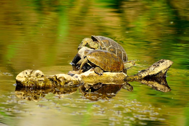 Mauremys leprosa Der aussätzige Galapagus ist eine Art aus der Familie der Geoemydidae