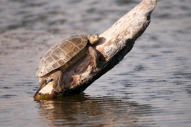 Mauremys leprosa - Die aussätzige Sumpfschildkröte ist eine Art semi-aquatischer Sumpfschildkröte in der Familie der Geoemydidae