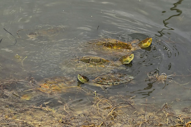 Mauremys leprosa - La tortuga de estanque leprosa es una especie de tortuga de estanque semiacuática de la familia Geoemydidae