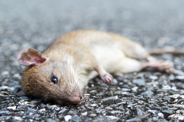 Maus, die auf der Straße gestorben ist