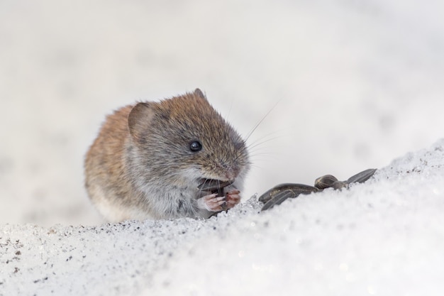 Maus im Schnee