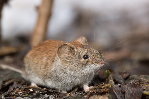 Maus im Schnee